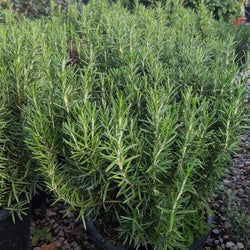 Rosmarinus Prostratus P14 25cm Keans Claremorris