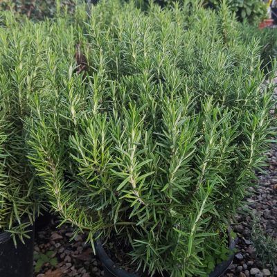 Rosmarinus Prostratus P14 25cm Keans Claremorris