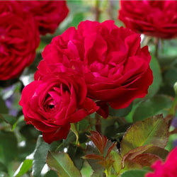Rosa 'Rouge Meilove' 12L Standard