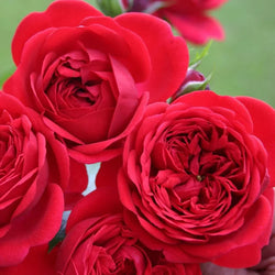 Rosa 'Rouge Meilove' Floribunda rose plant in 4.5L pot, vibrant red blooms, available at Keans Claremorris.