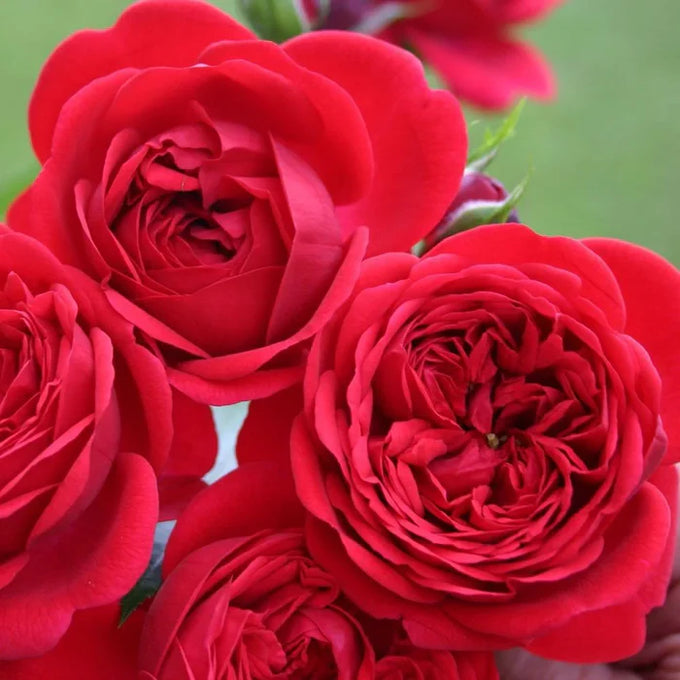 Rosa 'Rouge Meilove' Floribunda rose plant in 4.5L pot, vibrant red blooms, available at Keans Claremorris.