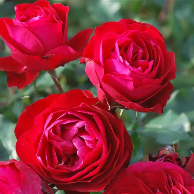 Rosa 'Rouge Meilove' 12L Standard - Image 3