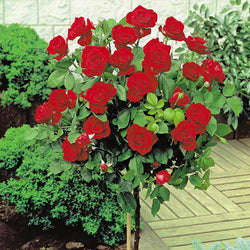 Rosa 'Rouge Meilove' 12L Standard