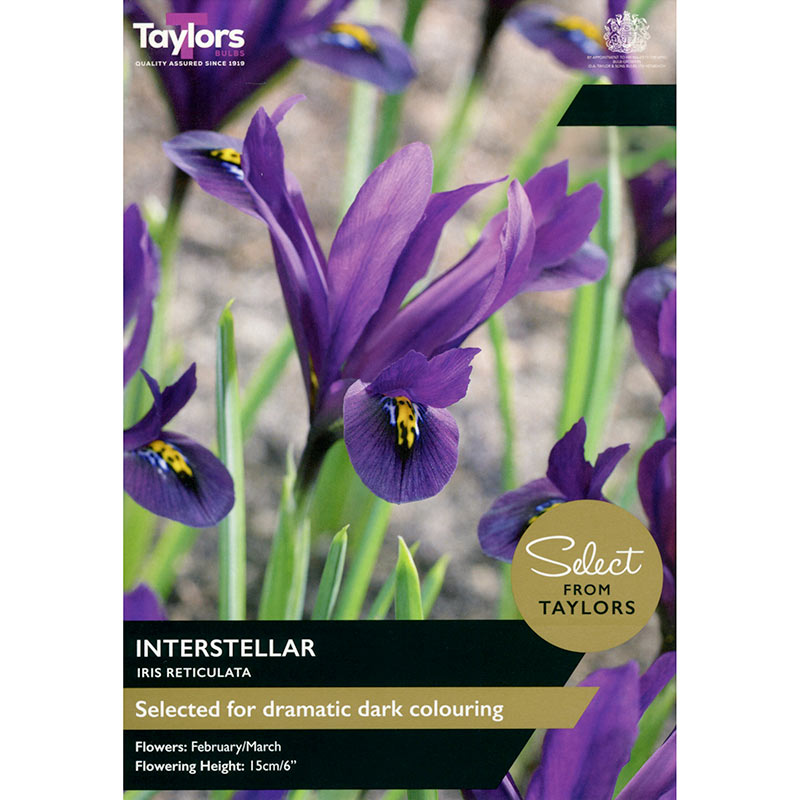 Iris reticulata ‘Interstellar’ – Pack of 10 Bulbs - Image 1