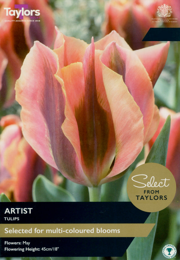 7 X Tulip Artist
