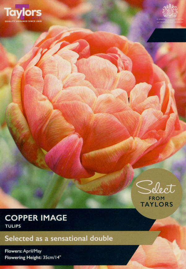 6 x Tulip ‘Copper Image’