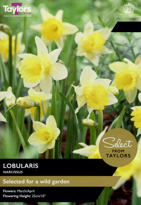 8 x Narcissus lobularis (Wild Daffodil)