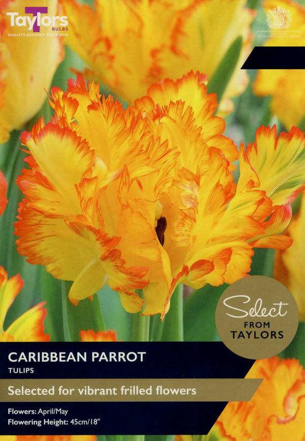 5 x Tulip ‘Caribbean Parrot’