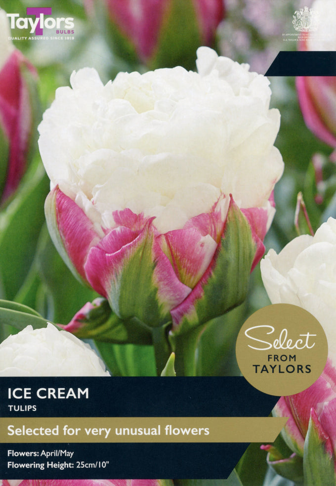 5 x Tulip ‘Ice Cream’ - Image 1