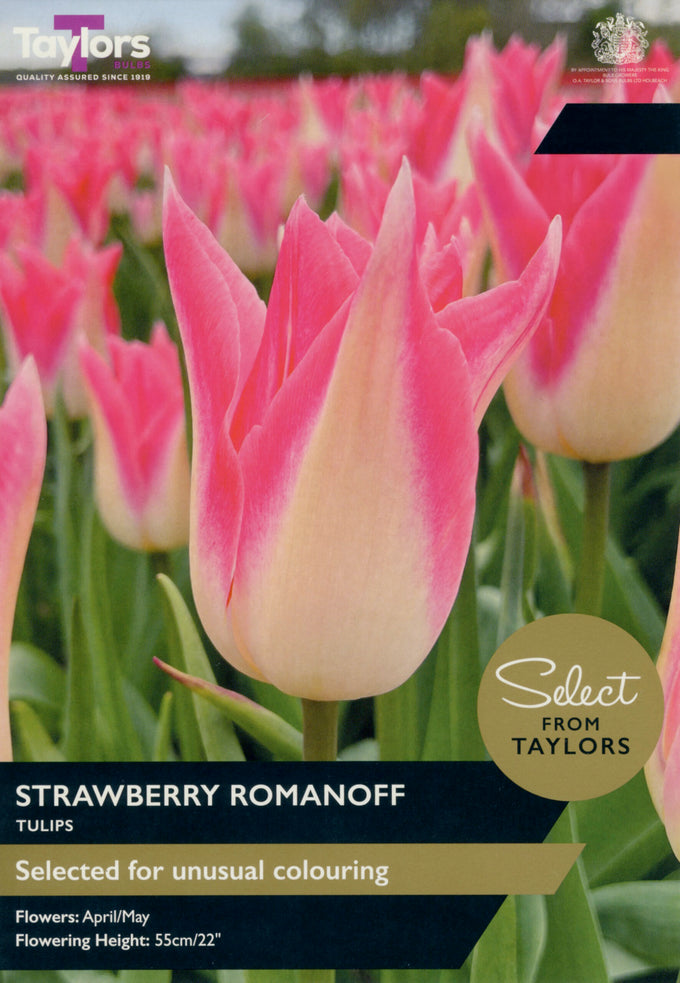 7 x Tulip ‘Strawberry Romanoff - Image 1