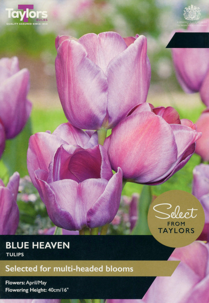 7 x Tulip ‘Blue Heaven’ - Image 1