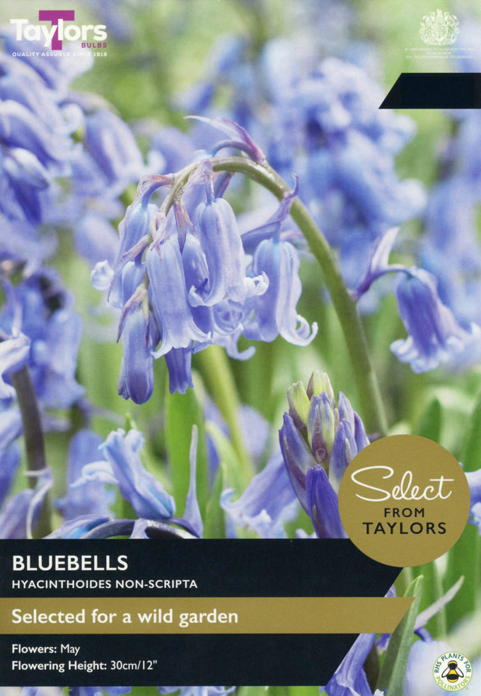 English Bluebells (Hyacinthoides non-scripta) Pack 7 - Image 1