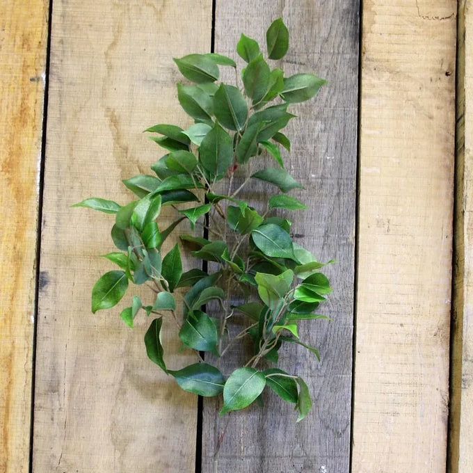 34" Ficus Spray - Image 1