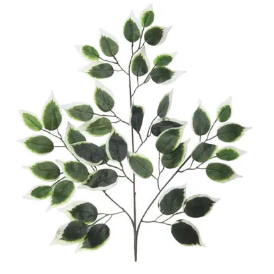 Variegated Green Ficus Branch – 50 cm