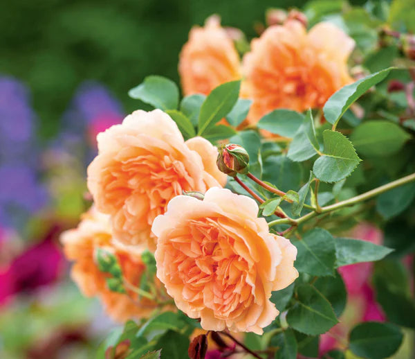 Rosa 'Bring me Sunshine' 6L David Austin shrub rose with vibrant yellow blooms - Keans Claremorris