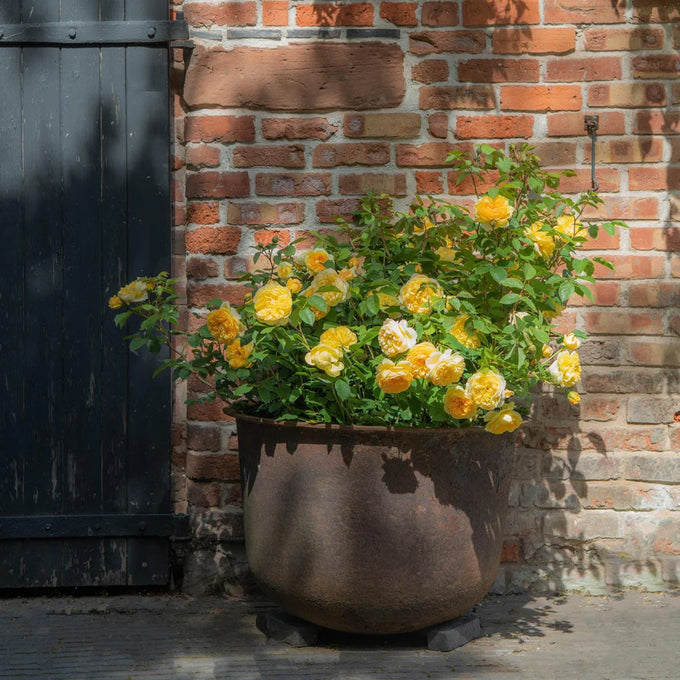 Rosa 'Bring me Sunshine' 6L David Austin shrub rose with bright yellow blooms - Keans Claremorris