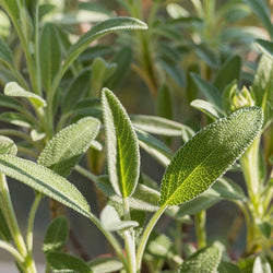 Salvia Officinalis Mix P14 25cm Keans Claremorris