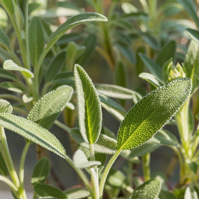 Salvia Officinalis Mix P14 25cm Keans Claremorris