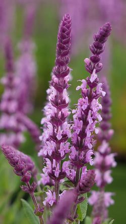 Salvia 'Sensation Pink' 2L HERBACEOUS Keans Claremorris