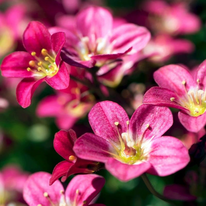Saxifraga 'Peter Pan' 9cm ROCKERY Keans Claremorris