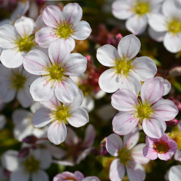 Saxifraga Pixi Appleblossom 9cm ROCKERY Keans Claremorris