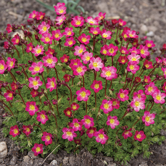 Saxifraga ar. Carpet Purple 9cm Keans Claremorris