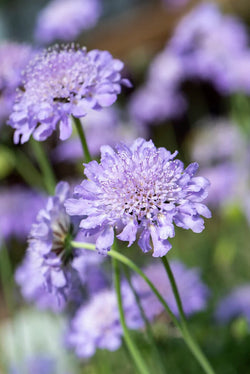 Scabiosa 'Butterfly Blue', 2L Keans Claremorris
