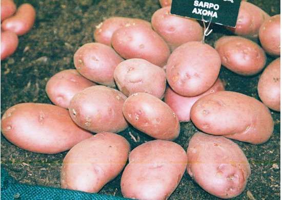Second Earliers Axona 2 Kg Nets Keans Claremorris