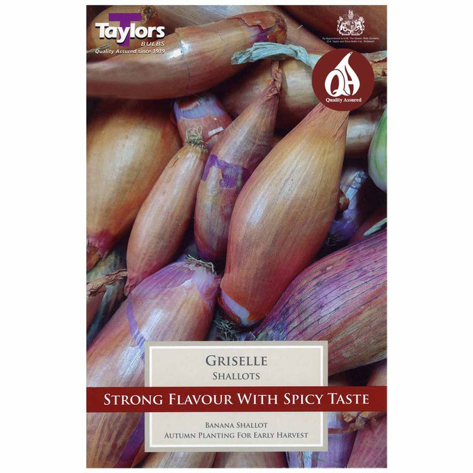Shallot ‘Griselle’ Bulbs Keans Claremorris