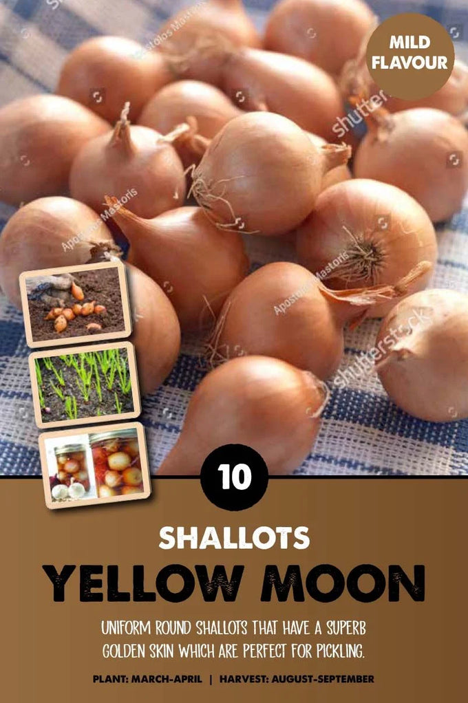 Shallots Yellow Moon - Image 1
