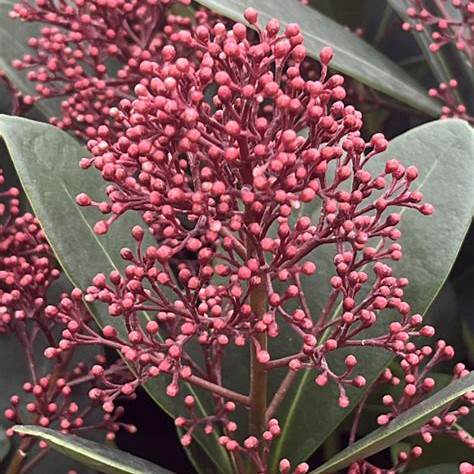 Skimmia japonica Rubella 5l - Image 3