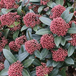 Skimmia japonica Rubella 5l