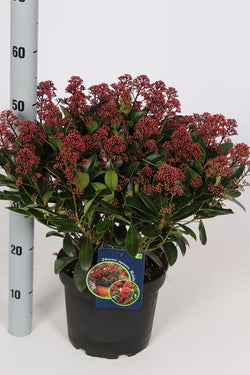 Skimmia japonica Rubella 5l