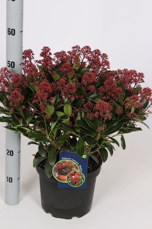 Skimmia japonica Rubella 5l