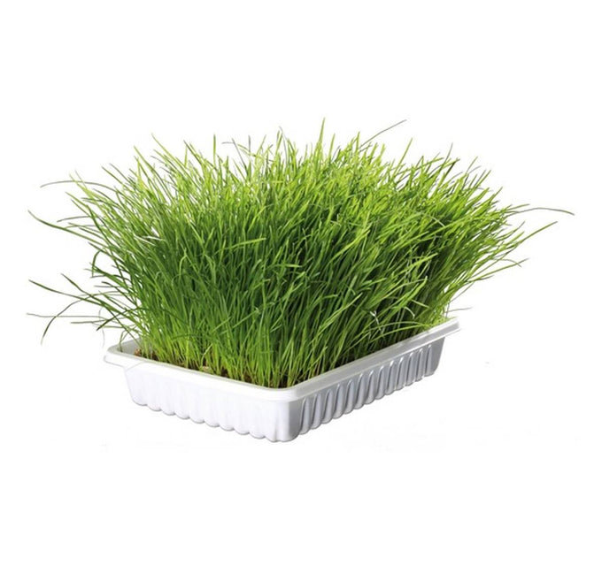 Cat Grass Refill 100g for cats, fresh and natural, from Keans Claremorris Cat Care collection.