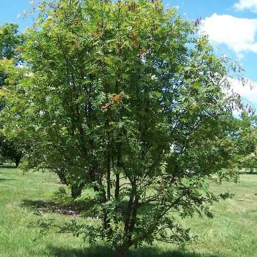 Sorbus commixta – Japanese Rowan Tree - Image 1