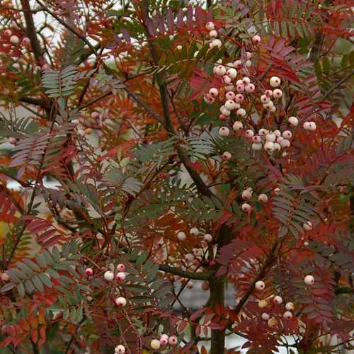 Sorbus vilmorinii (Vilmorin’s Rowan) – 1/2 Standard, 10L - Image 2