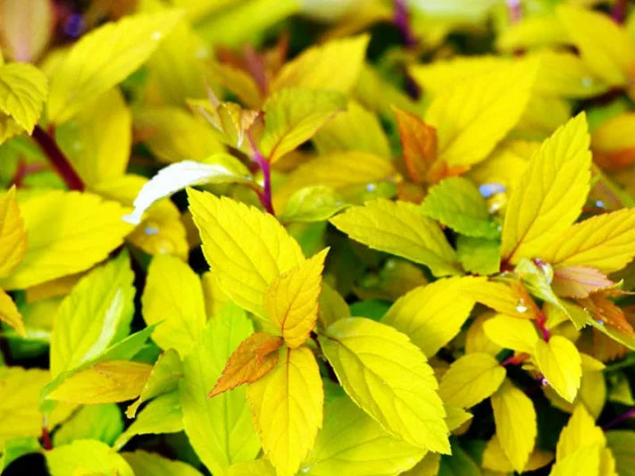 Spiraea Goldmound shrub with golden foliage, perfect for gardens – available at Keans Claremorris.