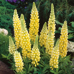 Lupinus Gallery Yellow 2L