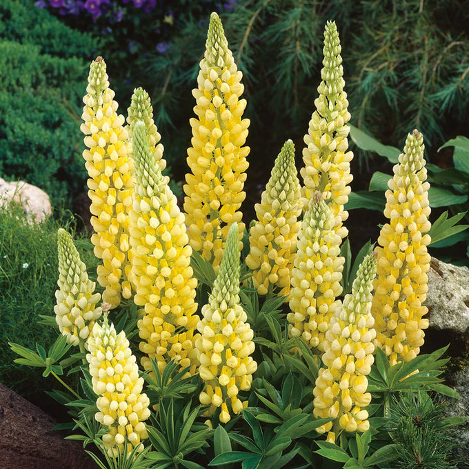 Lupinus Gallery Yellow 2L - Image 2