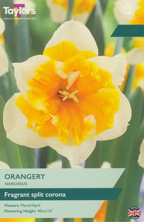 Narcissus 'Orangery' – 6 Bulbs - Image 1