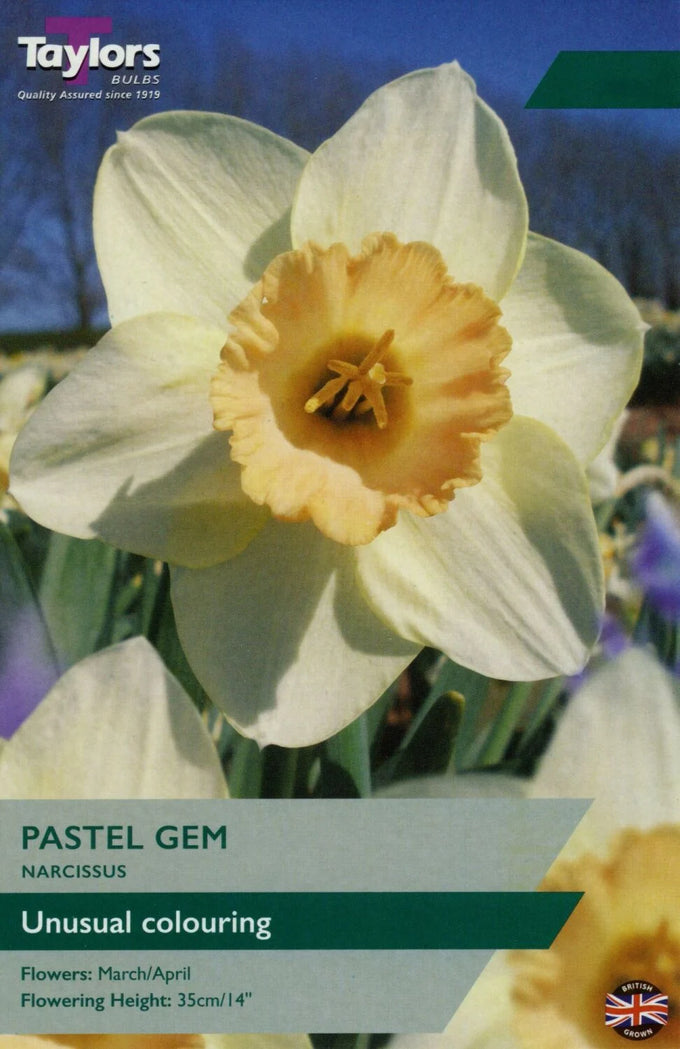 Narcissus ‘Pastel Gem’ – 7 Bulbs - Image 1