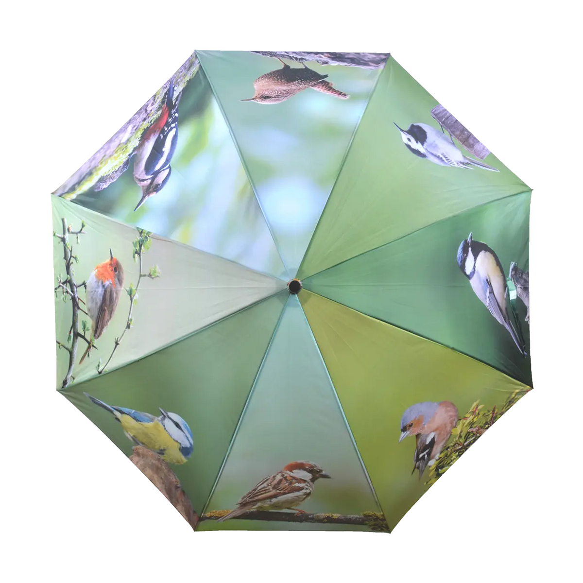 Open umbrella with green panels featuring various bird photos perched on branches.