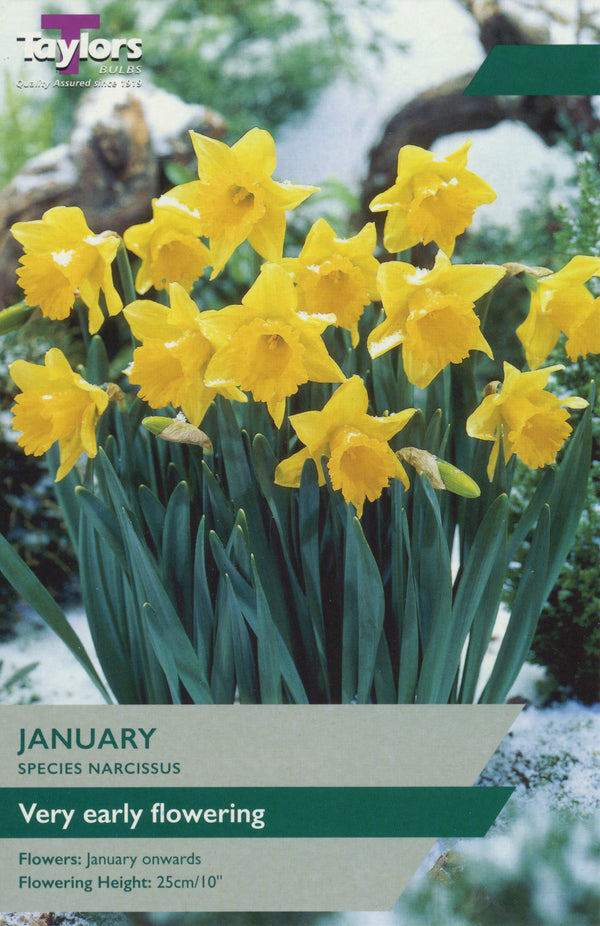 Narcissus 'January' – 8 Bulbs