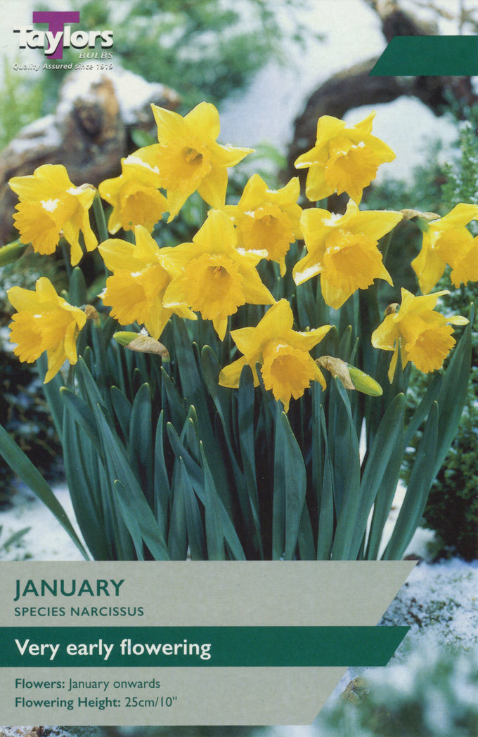 Narcissus 'January' – 8 Bulbs - Image 1