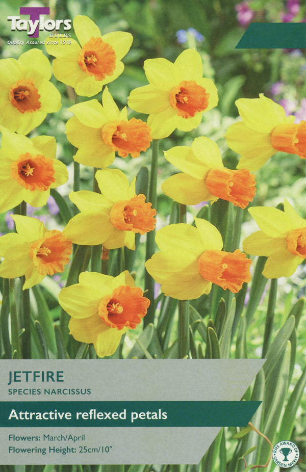 Narcissus 'Jetfire' – 8 Bulbs
