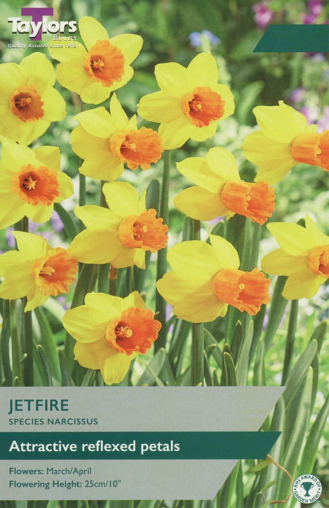 Narcissus 'Jetfire' – 8 Bulbs - Image 1