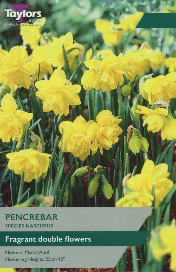 Narcissus 'Pencrebar' – 7 Bulbs