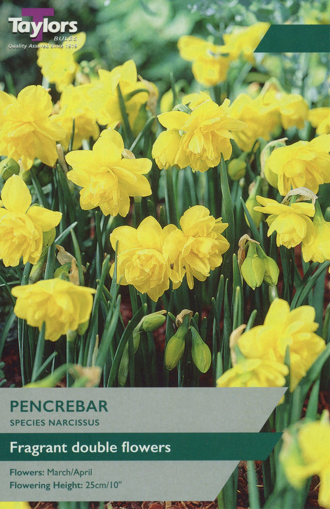 Narcissus 'Pencrebar' – 7 Bulbs - Image 1