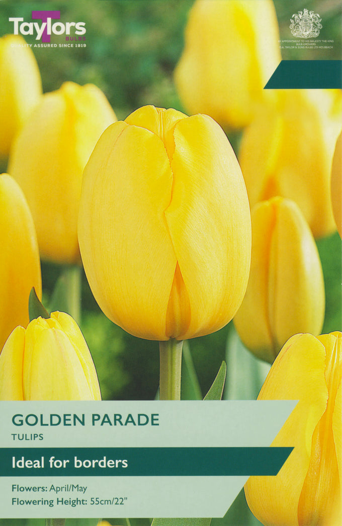 Tulip 'Golden Parade' – 7 Bulbs - Image 1